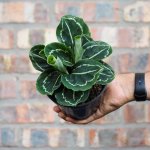 Calathea Green Lipstick - 14CM Nursery Pot