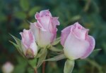 Figurine Miniture Rose