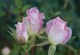 Figurine Miniture Rose