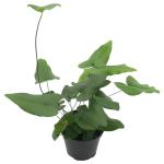 Fern Heart Fern Hemionitis Arifolia Seedlings - 3 Plug Plants