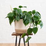 Heart Leaf Philodendron - Hanging Basket - In Large Jute Cotton Cord Planter