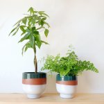 Shing Plinth Planter - Tricolor - 16CM