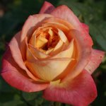 Parkinsons Beauty Rose 5LT