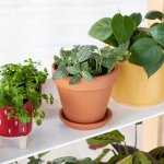 Nerve Plant - Green - In 13CM Terracotta And Saucer