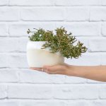 Coral Cactus - In Cream Daxi Planter