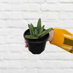 Ox Tongue Plant - Umpa - 10CM Nursery Pot