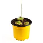 Assorted Pygmy Sundews - Subject To Availability