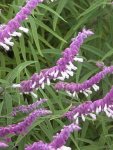 Salvia Leucantha 17CM Pot