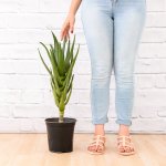 Aloe Masada - 19CM Nursery Pot