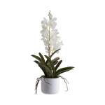 White Ascocenda Plant In Pot
