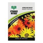 Starke Ayres African Daisy