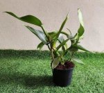 Philodendron Hastatum