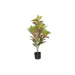 Croton Plant