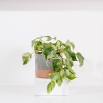 Ceramic Planter - Cloudy Grey - Small 16 X 14.5CM