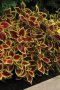 Coleus Premium Crimson Gold Seed - 10 Pelleted Seed