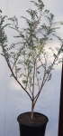 Cancer Bush 17CM Pot