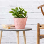 Baby Rubber Plant - Pixie Variegated - In Tangerine Cotton Cord Planter