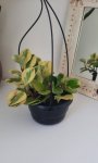 Peperomia Usa 16CM H b