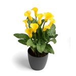 Zantedeschia Gold Crown Bulbs