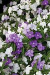 Brunfelsia Floribunda 4LT