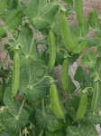 Peas Greenfeast Seed - 50 G Raw Seed