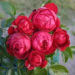 Sympa De Bellevue Rose 5LT