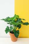 Tree Philodendron - 25CM