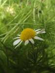 Chamomile - Mayweed Seed - 2 G Raw Seed