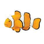 Clown Anenomefish