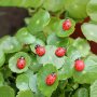 20PCS MINI Ladybug Ornaments MINI Ladybug Garden Ornaments 0.99CM For Indoor Outdoor Garden Plants