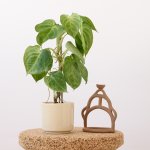 Arrowhead Plant - Frosted Heart - In 13CM Migo Blush Planter