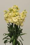Stocks Katz Yellow - 30 Raw Seed