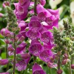 Digitalis Dalmation F1 Purple - Foxglove Seed - 1000 Pelleted Seed