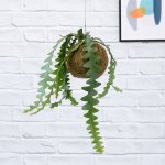 Fishbone Cactus Mossball