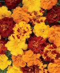 Marigold Durango Outback Mix Seed - 500 De-tailed Seed
