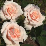 Majolika Rose 5LT