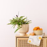 Hoya Pubicalyx - In Blush Shing Plinth Planter
