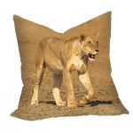 Lioness Strolling In Nossob River Bed Square Tablecloth By Fanie Heymans