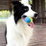 1PC Random Color Dog Durable Crew Ball Toy Pet Grinding Teeth Sound Toy For Dog Interactive Supply