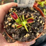 Venus Fly Trap 'kurze Zahne.' Special Import. - 3 Years Or Older. 12CM Plastic Container.