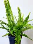 Nephrolepis Montana 19CM Pot