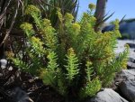 Crassula Tetragona 9CM Pot