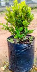 Buxus 10LT
