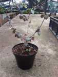String Of Hearts - In 12CM Nursery Pot