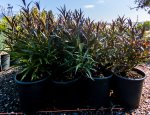 Strobilanthus Anisophyllus 17CM