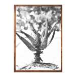 Beach Aloe Art Print - Matte Fine Art Print No Frame A3
