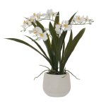 Potted White Oncidium Orchid