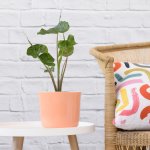 Elephants Ear - Stingray - 19CM Nursery Pot XL Plant