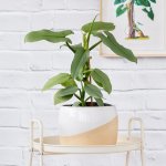 Philodendron - Silver Sword - In 20CM Cream Daxi Planter