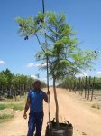Jacaranda Mimosifolia Tree 200LT